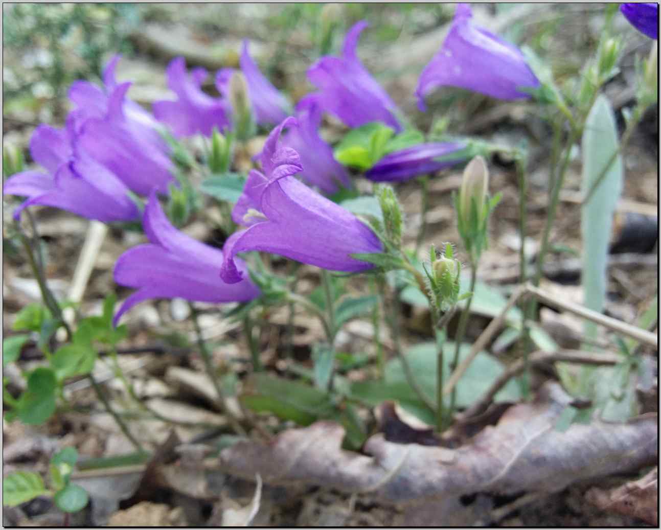 Campanula sibirica / Campanula siberiana